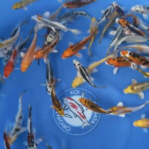 JAPANSE KOI YAMASAN-TOSAI 12-15 CM