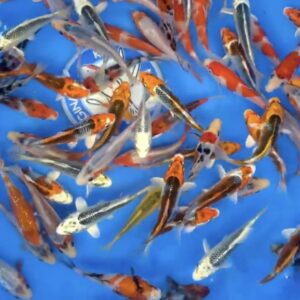 Japanse Koi Hosokai Tosai Mix 10-12 CM