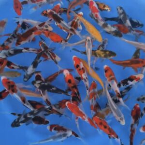 Japanse Koi Otsuka Tosai Mix 10-12 CM